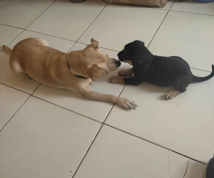 Cachorro ra a SRD-ViraLata idade Abaixo de 2 meses nome Pink