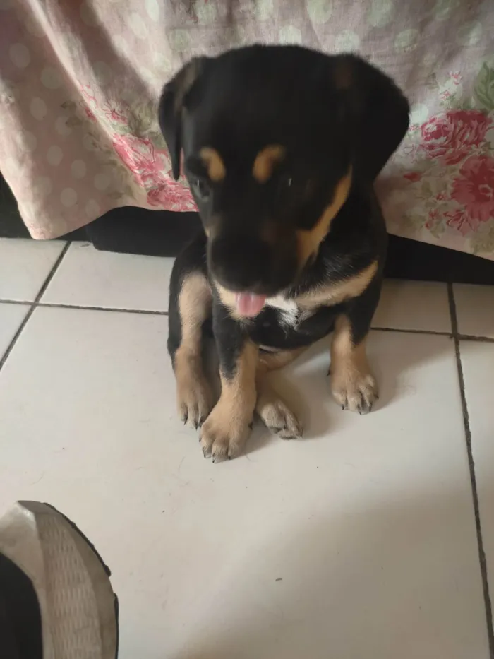 Cachorro ra a SRD-ViraLata idade Abaixo de 2 meses nome Pink