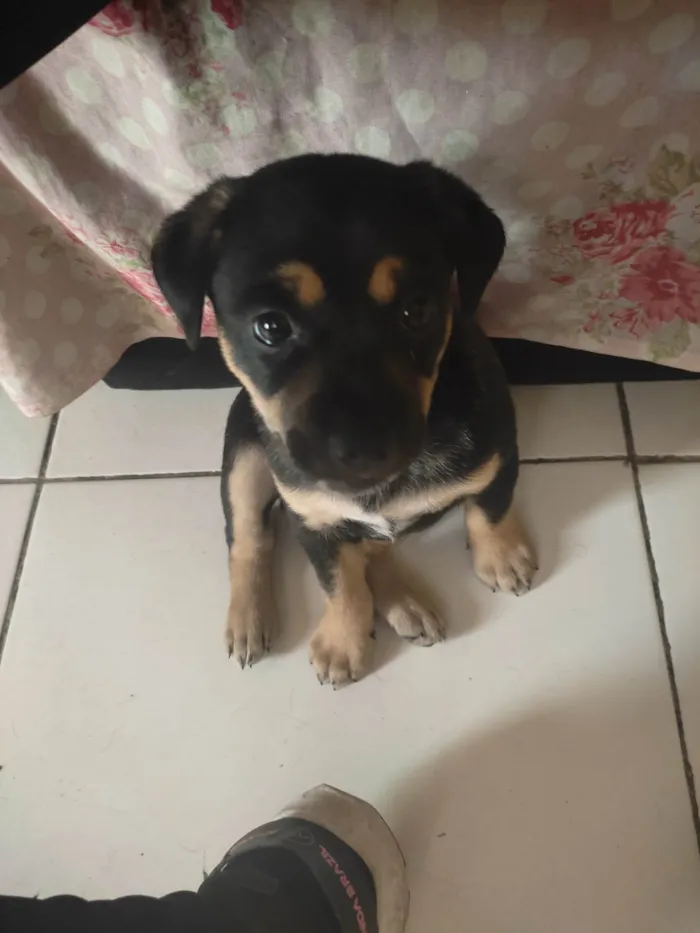 Cachorro ra a SRD-ViraLata idade Abaixo de 2 meses nome Pink