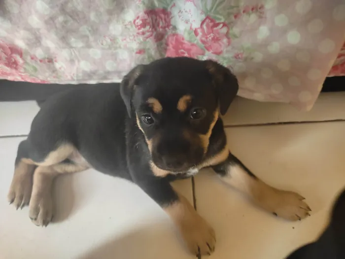 Cachorro ra a SRD-ViraLata idade Abaixo de 2 meses nome Pink