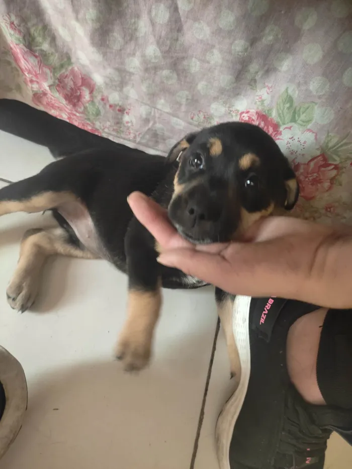 Cachorro ra a SRD-ViraLata idade Abaixo de 2 meses nome Pink