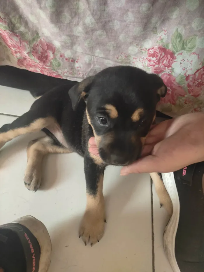 Cachorro ra a SRD-ViraLata idade Abaixo de 2 meses nome Pink
