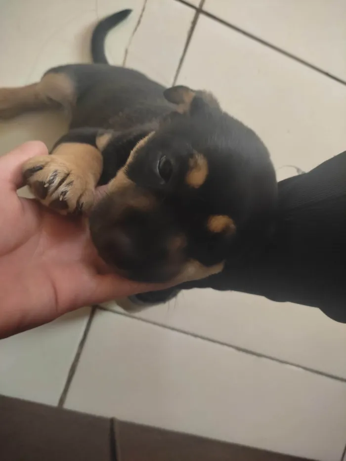 Cachorro ra a SRD-ViraLata idade Abaixo de 2 meses nome Pink