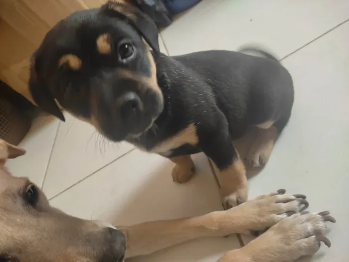 Cachorro ra a SRD-ViraLata idade Abaixo de 2 meses nome Pink