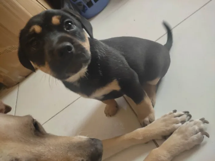 Cachorro ra a SRD-ViraLata idade Abaixo de 2 meses nome Pink