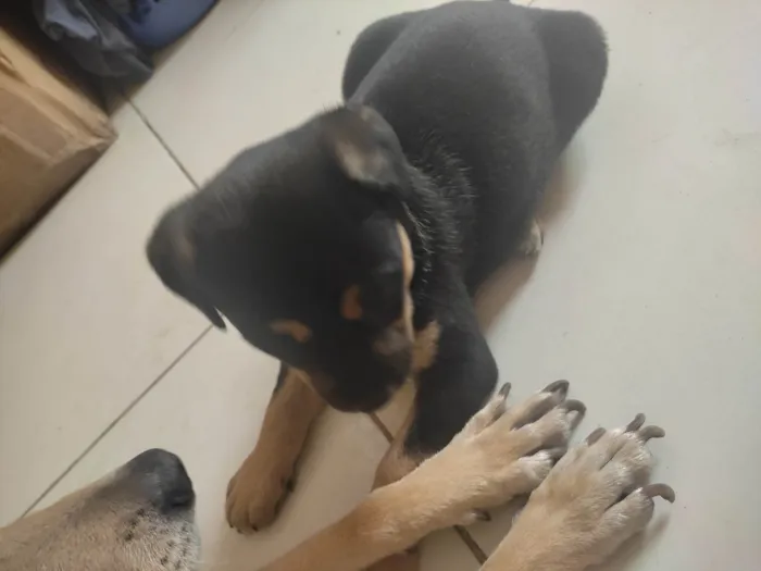 Cachorro ra a SRD-ViraLata idade Abaixo de 2 meses nome Pink