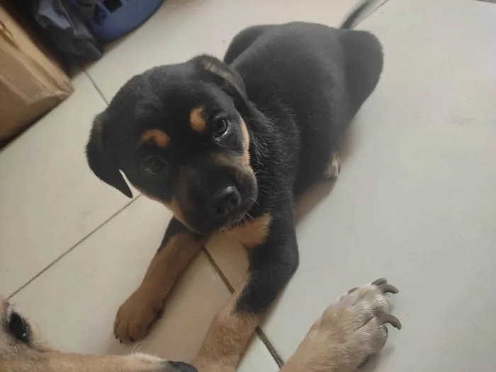 Cachorro ra a SRD-ViraLata idade Abaixo de 2 meses nome Pink