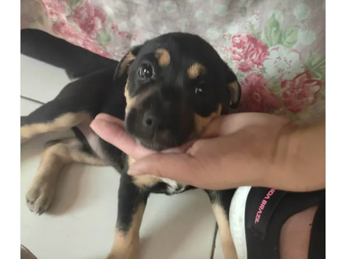 Cachorro ra a SRD-ViraLata idade Abaixo de 2 meses nome Pink