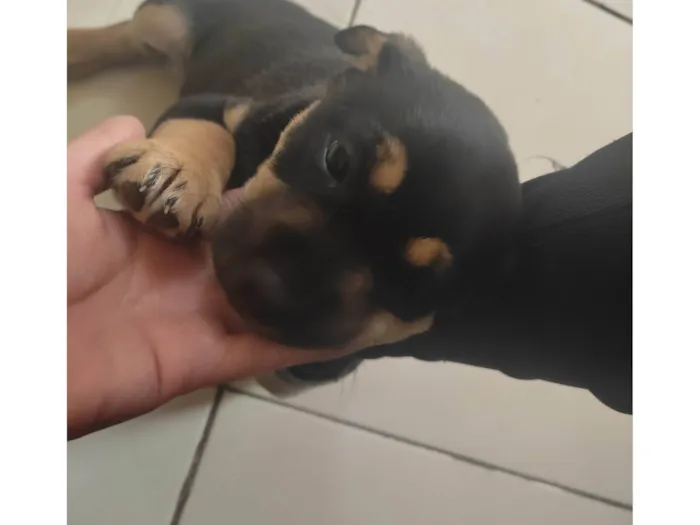 Cachorro ra a SRD-ViraLata idade Abaixo de 2 meses nome Pink