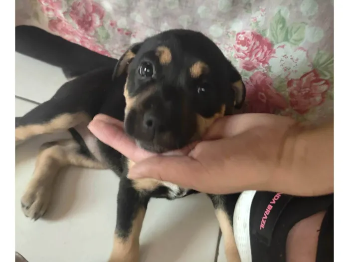 Cachorro ra a SRD-ViraLata idade Abaixo de 2 meses nome Pink