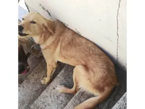 Cachorro raça SRD-ViraLata idade 7 a 11 meses nome Lua 