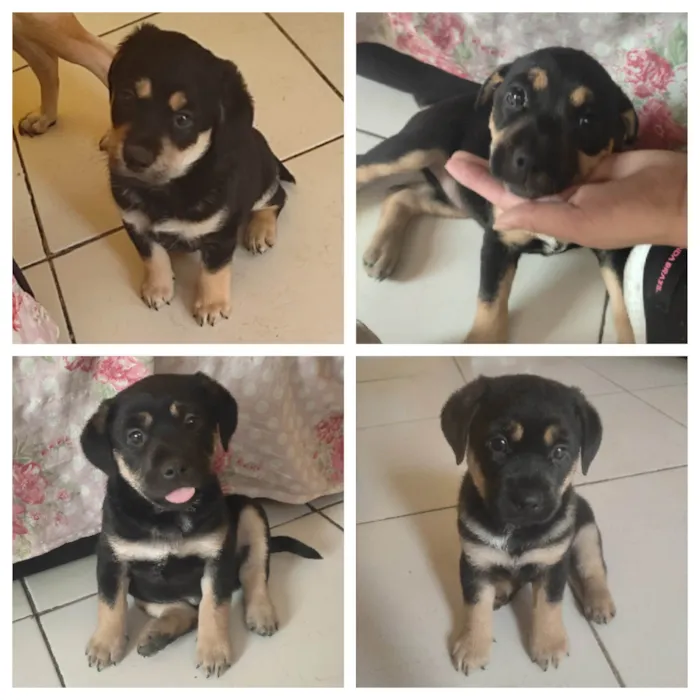 Cachorro ra a SRD-ViraLata idade Abaixo de 2 meses nome Pink