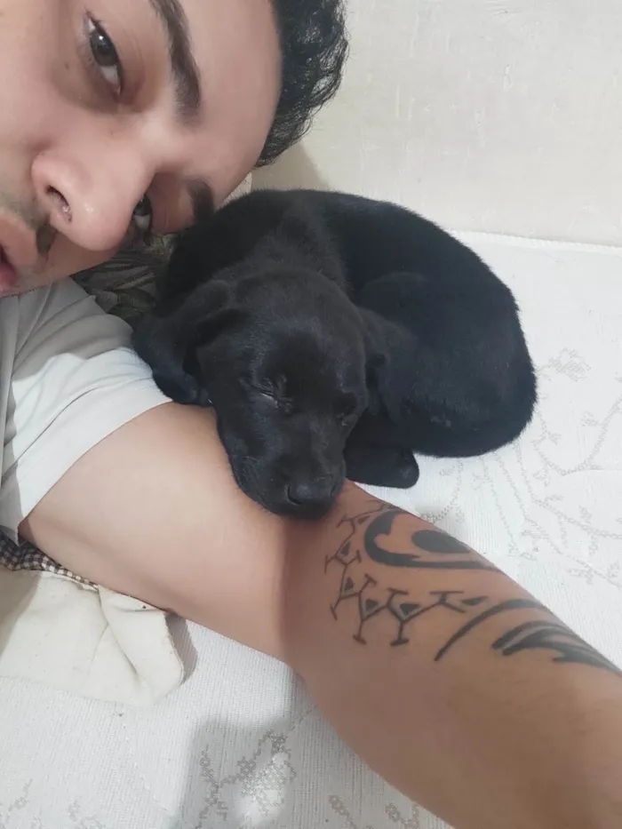 Cachorro ra a SRD-ViraLata idade 2 a 6 meses nome Zelda