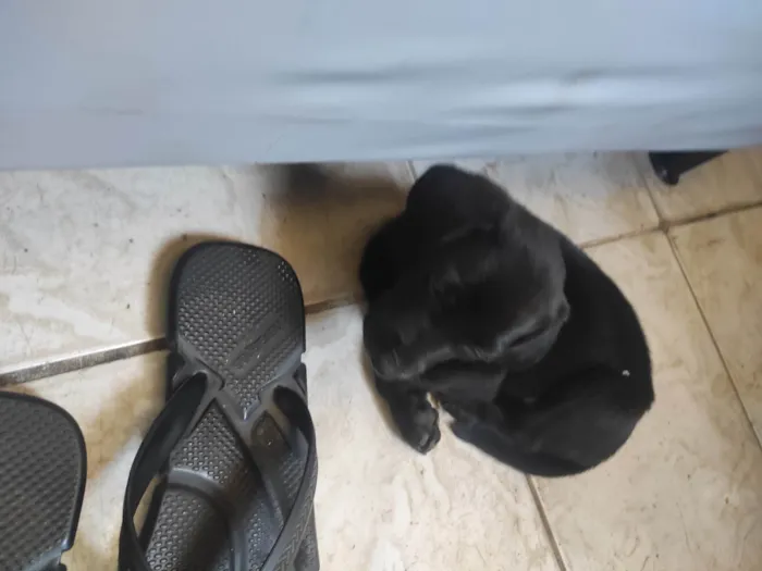 Cachorro ra a SRD-ViraLata idade 2 a 6 meses nome Zelda