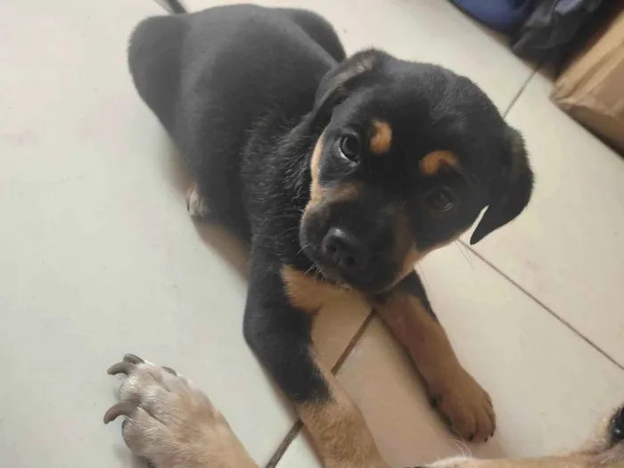 Cachorro ra a SRD-ViraLata idade Abaixo de 2 meses nome Pink