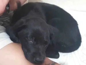 Cachorro raça SRD-ViraLata idade 2 a 6 meses nome Zelda