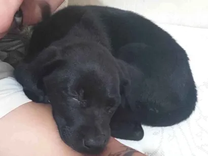 Cachorro raça SRD-ViraLata idade 2 a 6 meses nome Zelda