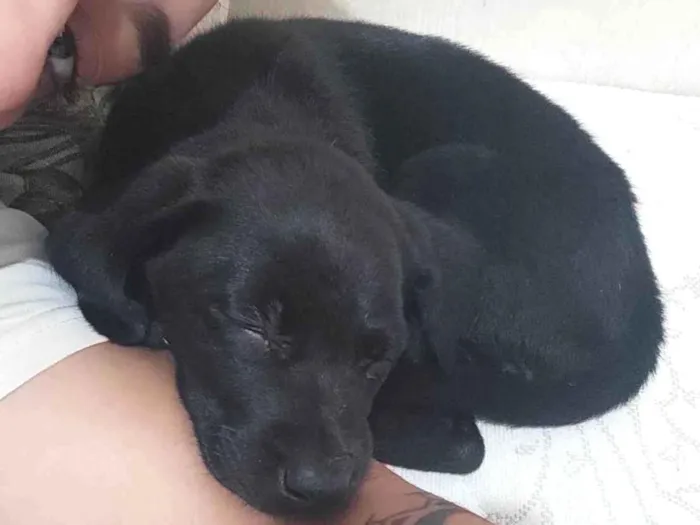 Cachorro ra a SRD-ViraLata idade 2 a 6 meses nome Zelda