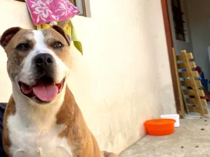 Cachorro raça Pit-Bull idade 2 anos nome Hooligam 