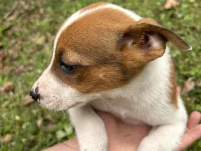 Cachorro raça SRD-ViraLata idade Abaixo de 2 meses nome Sem nome