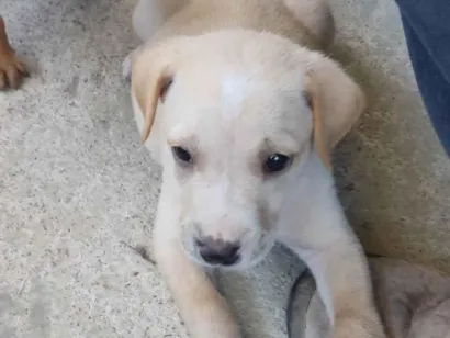 Cachorro raça SRD-ViraLata idade Abaixo de 2 meses nome Ainda não tem !