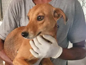 Cachorro raça SRD-ViraLata idade 2 anos nome Pan