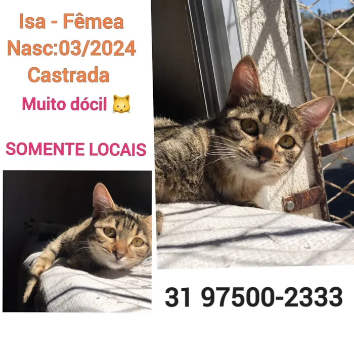 Gato ra a SRD-ViraLata idade 2 a 6 meses nome ISA