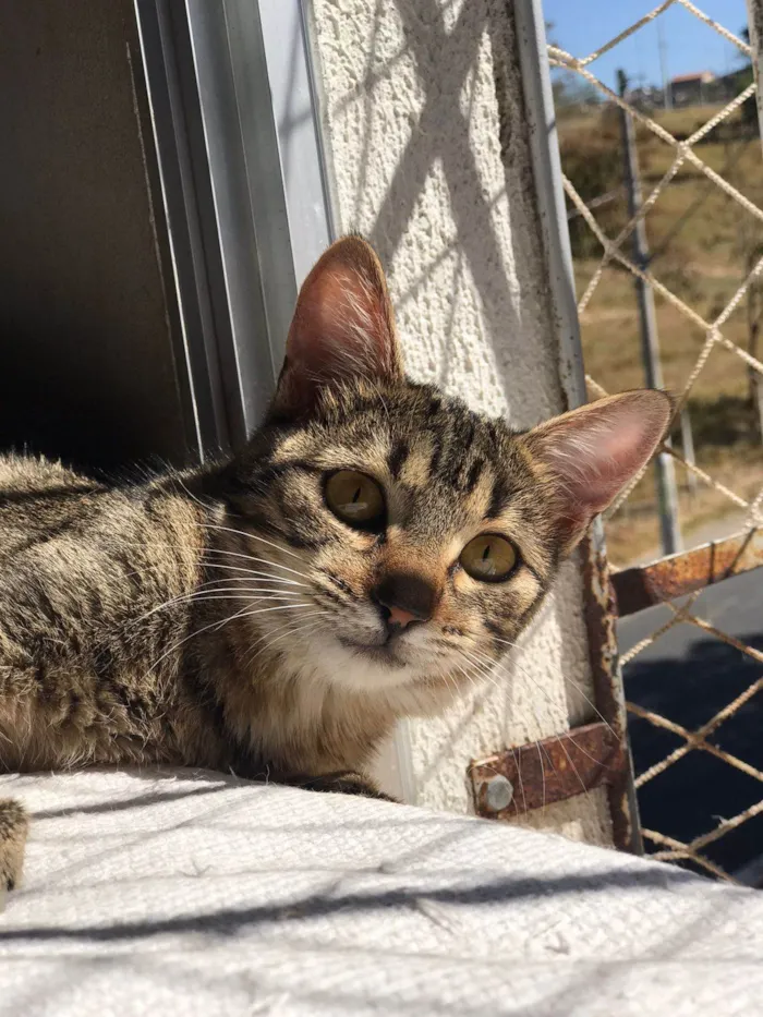 Gato ra a SRD-ViraLata idade 2 a 6 meses nome ISA