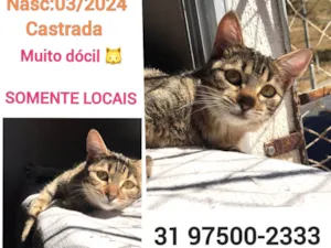 Gato raça SRD-ViraLata idade 2 a 6 meses nome ISA