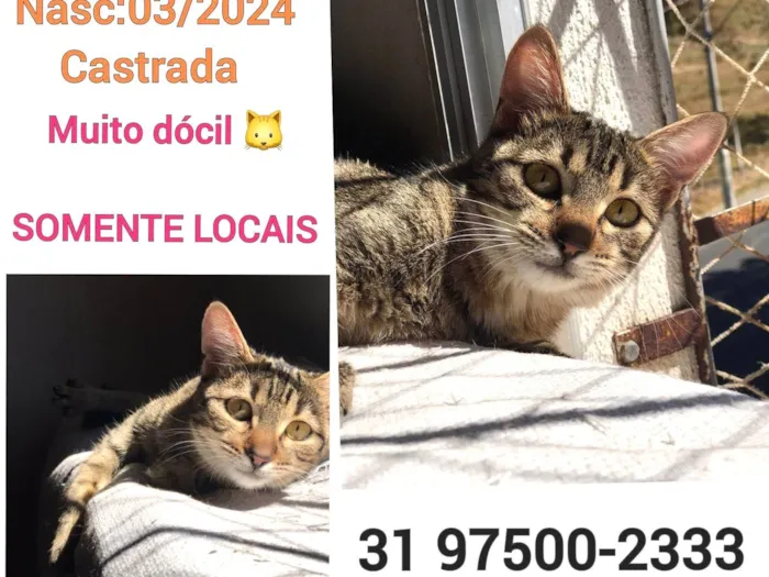 Gato ra a SRD-ViraLata idade 2 a 6 meses nome ISA