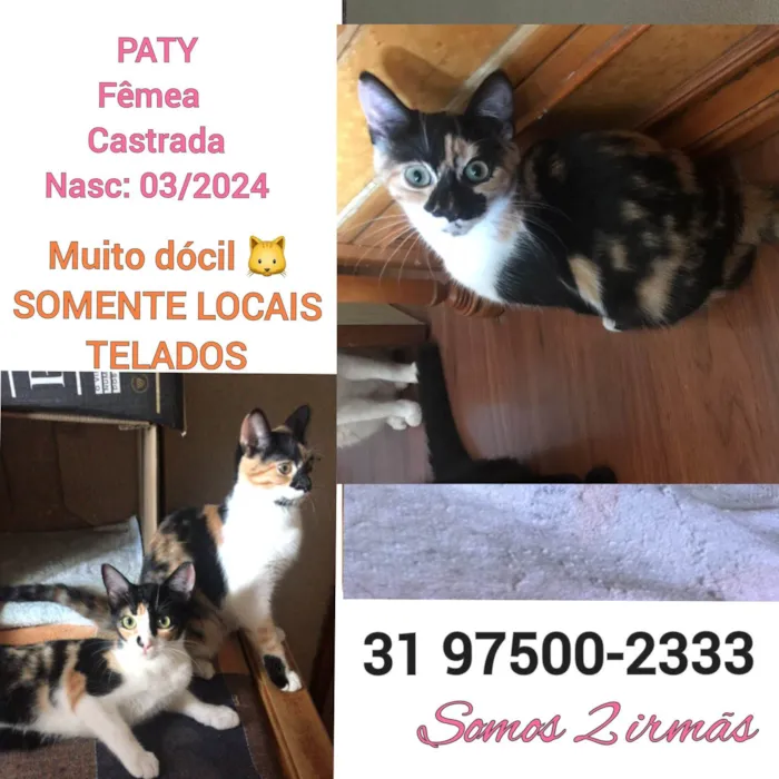 Gato ra a SRD-ViraLata idade 2 a 6 meses nome PATY