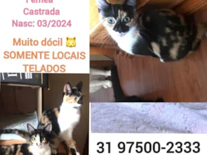 Gato raça SRD-ViraLata idade 2 a 6 meses nome PATY