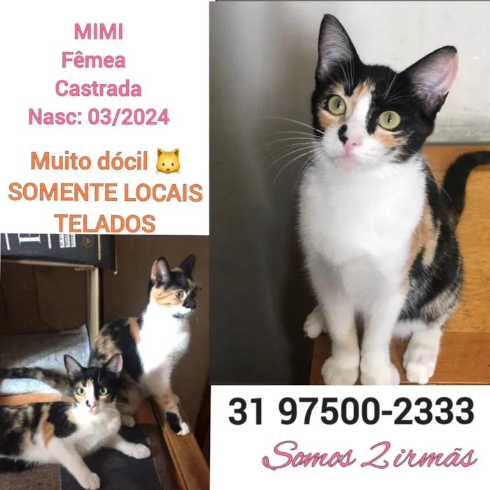 Gato ra a SRD-ViraLata idade 2 a 6 meses nome MIMI