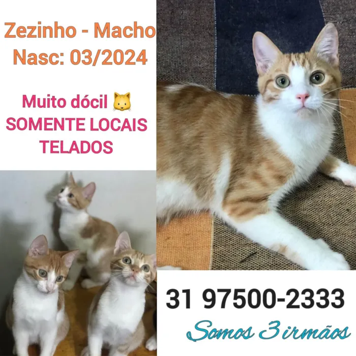 Gato ra a SRD-ViraLata idade 2 a 6 meses nome ZEZINHO