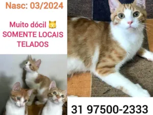 Gato raça SRD-ViraLata idade 2 a 6 meses nome ZEZINHO