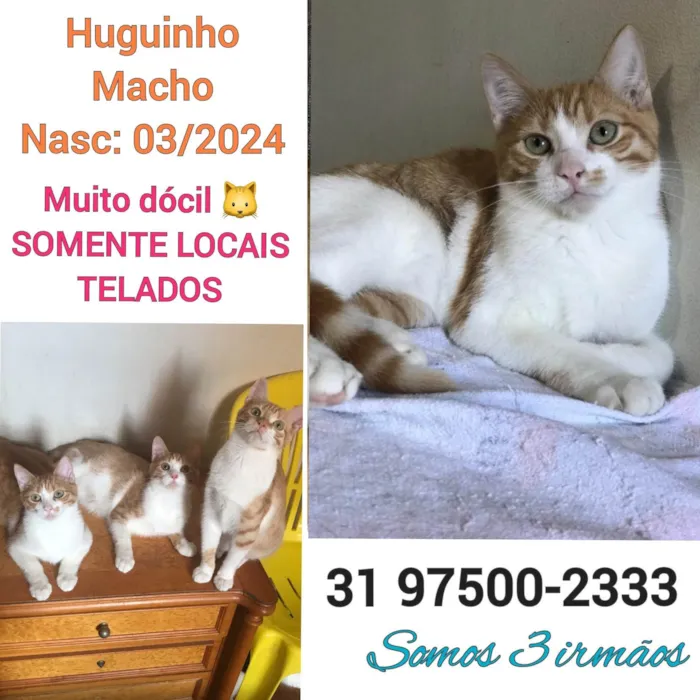 Gato ra a SRD-ViraLata idade 2 a 6 meses nome HUGUINHO