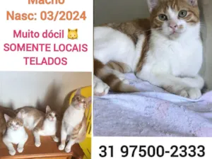 Gato raça SRD-ViraLata idade 2 a 6 meses nome HUGUINHO