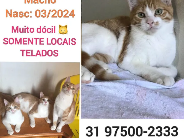 Gato ra a SRD-ViraLata idade 2 a 6 meses nome HUGUINHO