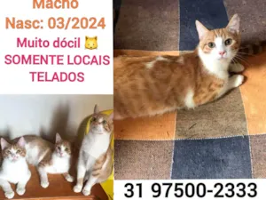 Gato raça SRD-ViraLata idade 2 a 6 meses nome LUIZINHO