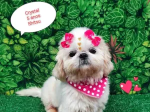 Cachorro raça Shitzu idade 5 anos nome Crystal 