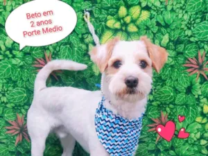 Cachorro raça SRD-ViraLata idade 2 anos nome Beto