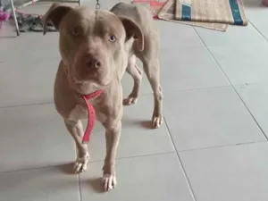 Cachorro raça Pit-Bull idade 1 ano nome Tor