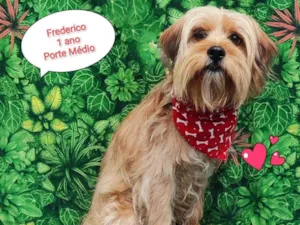 Cachorro raça SRD-ViraLata idade 1 ano nome Frederico