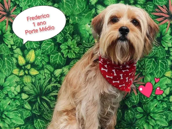 Cachorro ra a SRD-ViraLata idade 1 ano nome Frederico