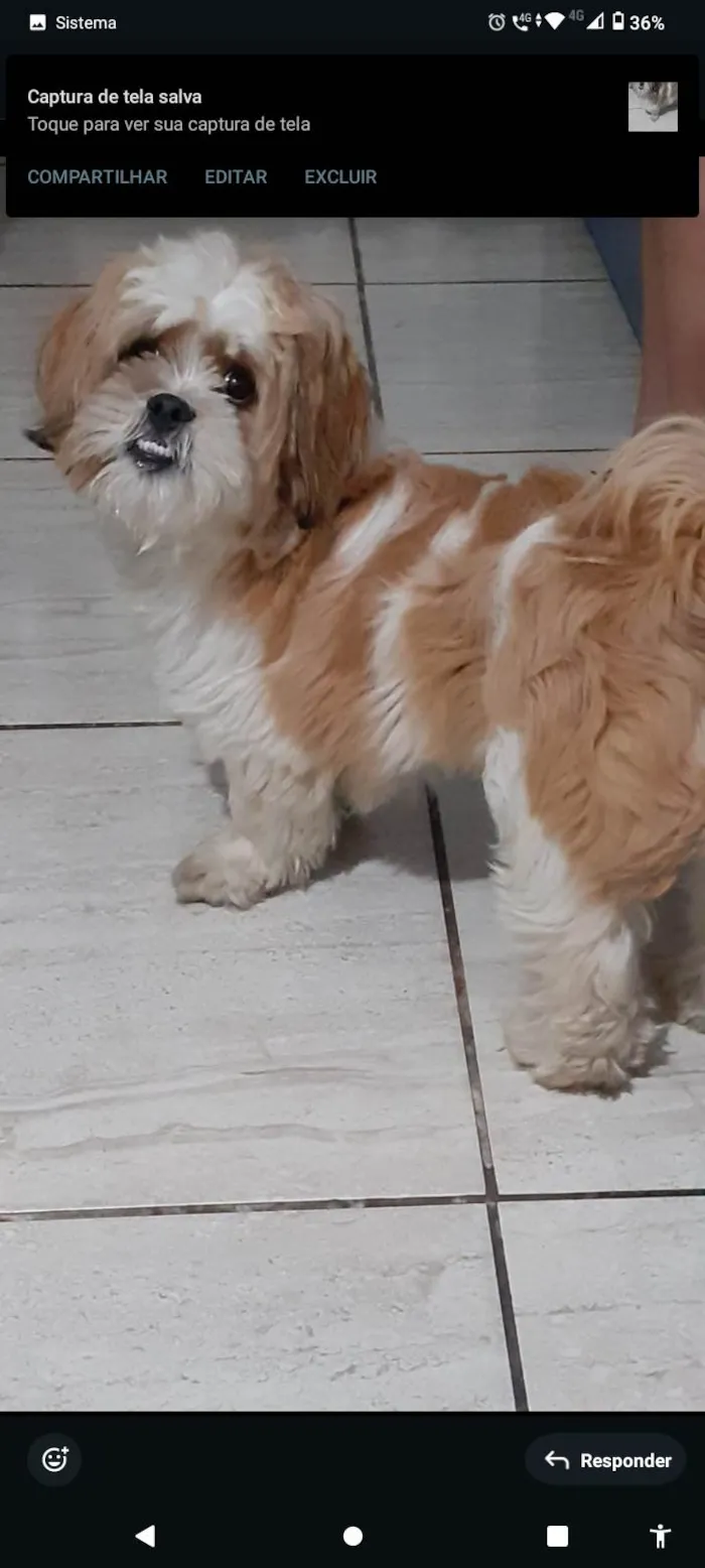 Cachorro ra a Lhasa Apso idade 7 a 11 meses nome Billy