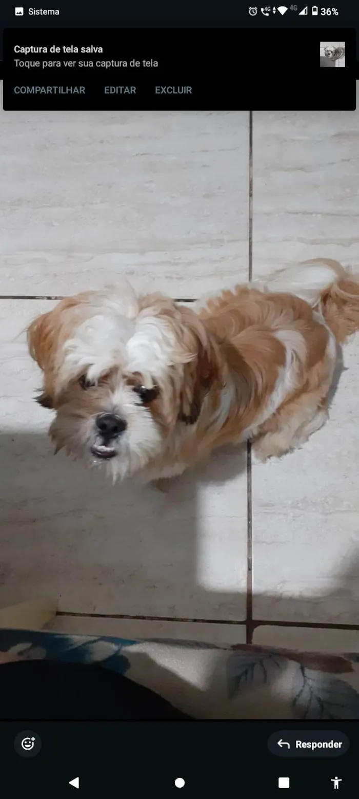 Cachorro ra a Lhasa Apso idade 7 a 11 meses nome Billy