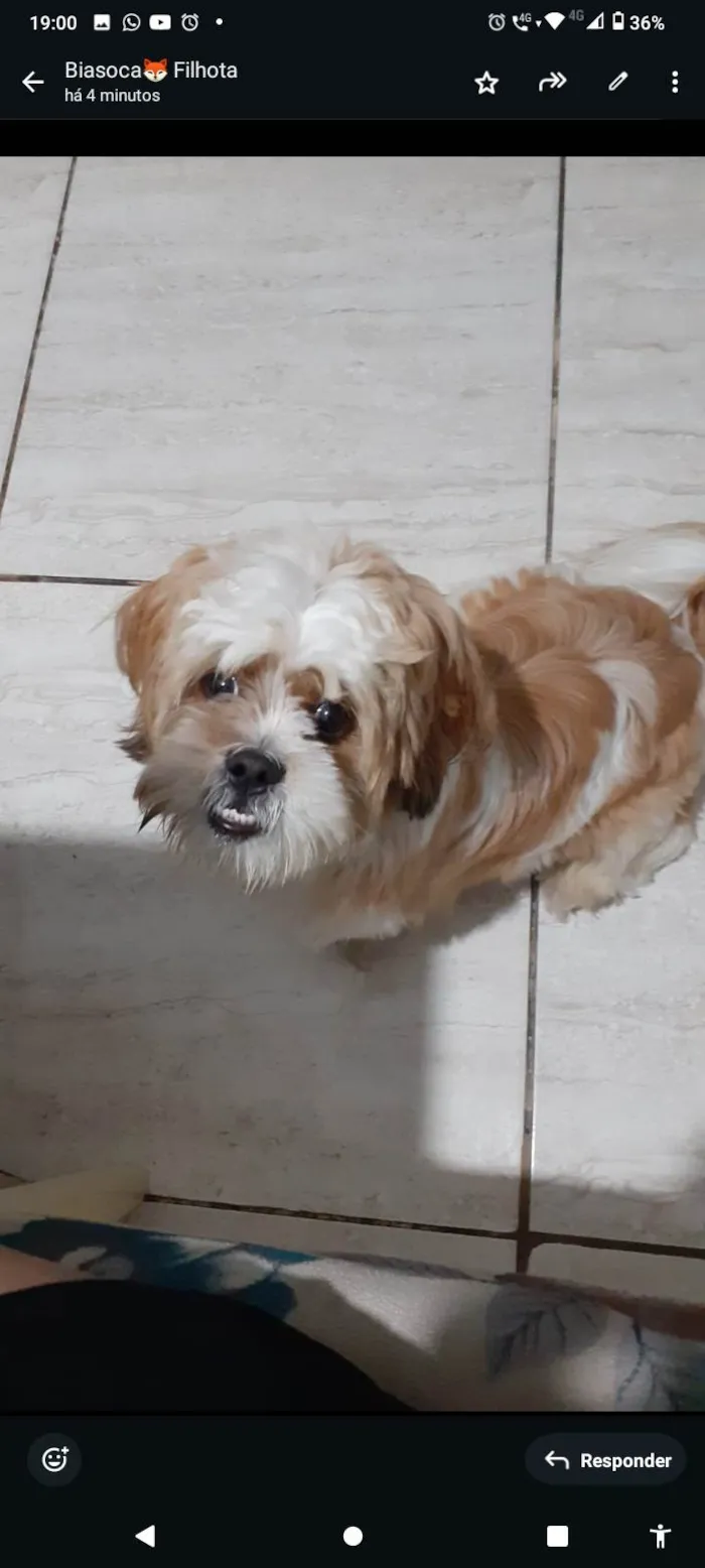 Cachorro ra a Lhasa Apso idade 7 a 11 meses nome Billy