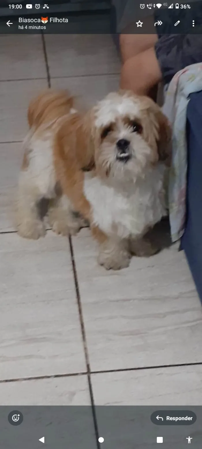 Cachorro ra a Lhasa Apso idade 7 a 11 meses nome Billy