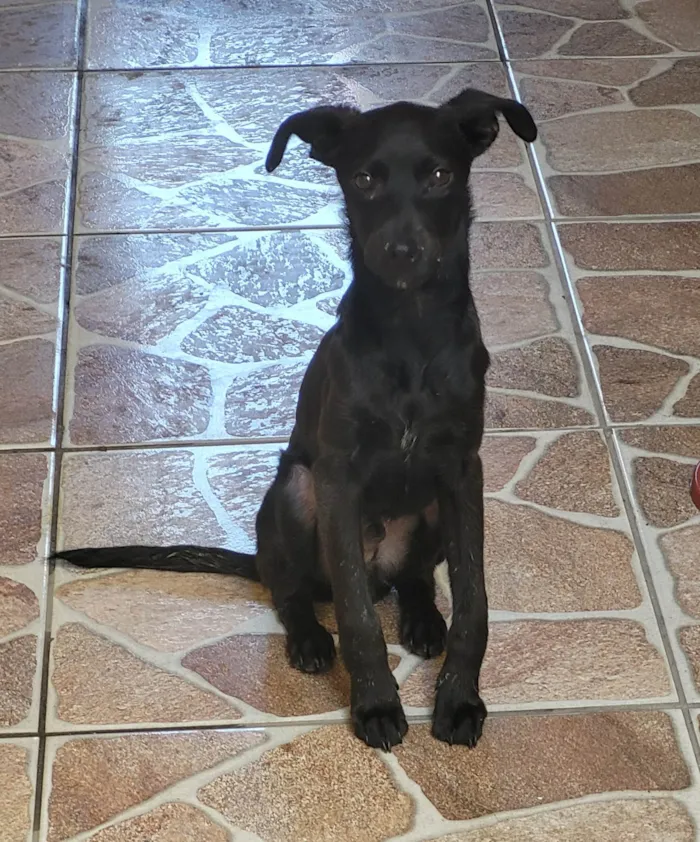 Cachorro ra a SRD-ViraLata idade 2 a 6 meses nome Café 