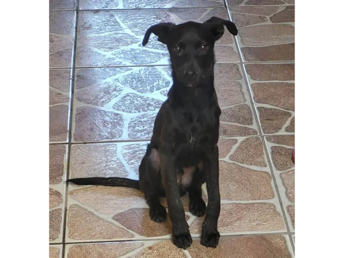 Cachorro ra a SRD-ViraLata idade 2 a 6 meses nome Café 